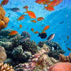 underwater coral reef and fish