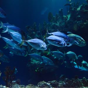 fish schooling underwater